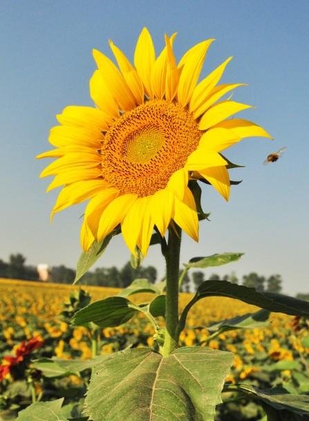 向日葵（Sunflower） - 搜狗百科