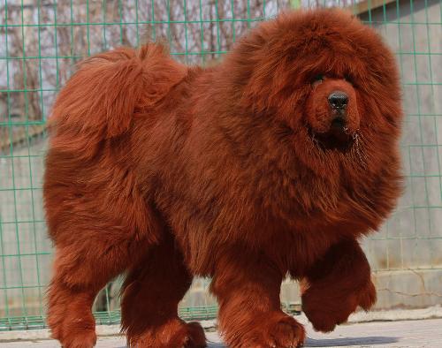 藏獒的排名_中国藏獒十大獒王排名