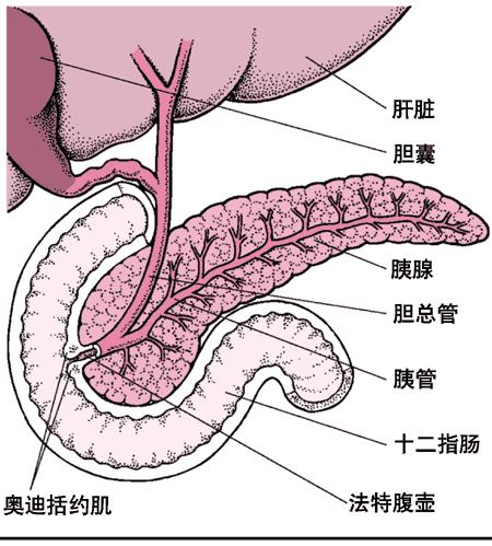 小儿急性胰腺炎