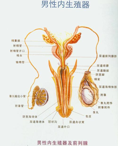 尿道旁腺位置图图片