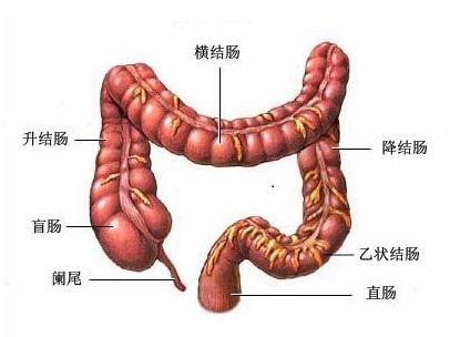 肠子