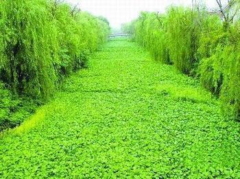 绿色污染 - 搜狗百科