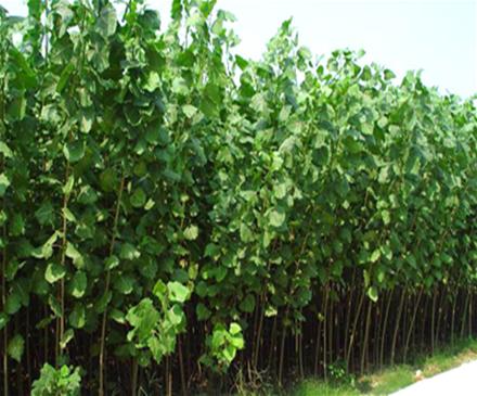 山东毛白杨速生杨培育基地