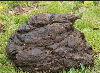 看了卟答,明天睬牛屎.