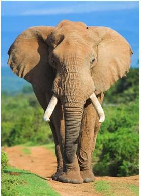 大象有几个尾巴