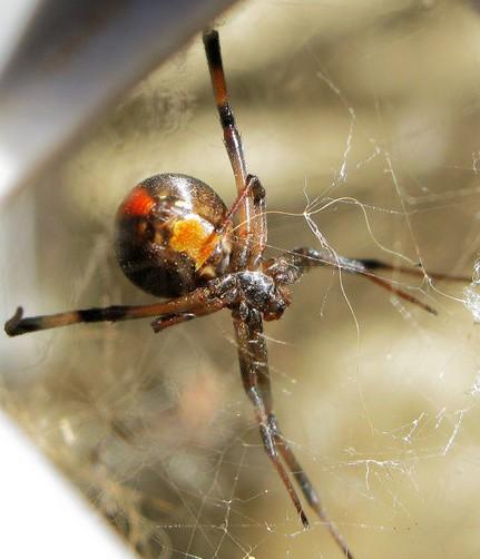 黑寡妇蜘蛛