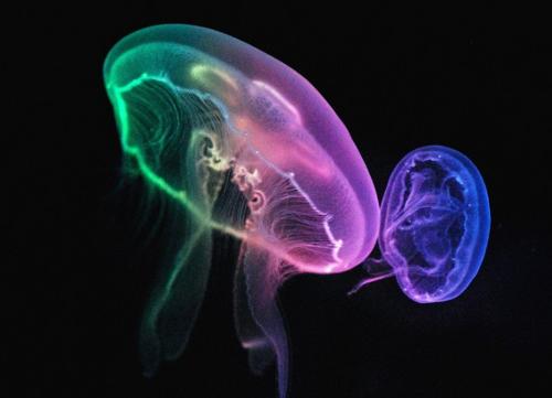 水母