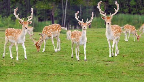 梅花鹿 鹿科鹿属动物 搜狗百科