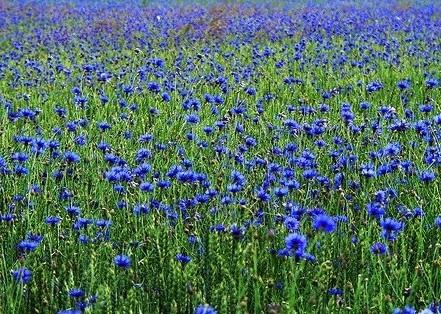 矢车菊