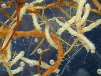 AM（丛枝菌根(Arbuscularmycorrhizae)） - 搜狗百科