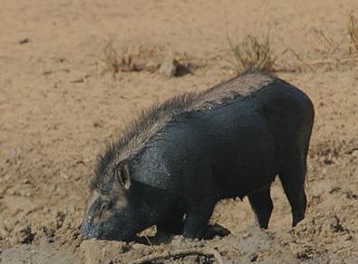 浏览词条 野猪分布范围极广,涵盖欧亚大陆,包括东亚,东南亚(中南半岛