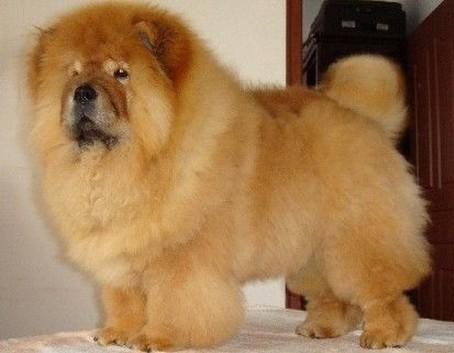 松狮犬