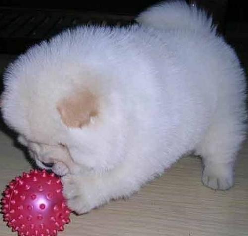松狮犬