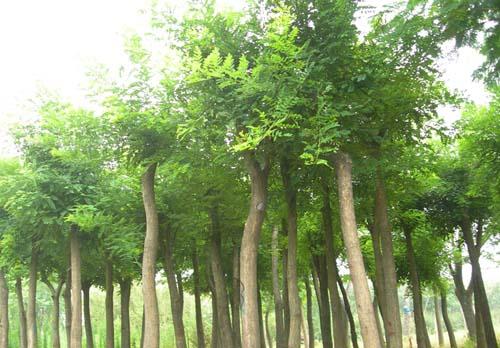 国槐侧柏都已成为北京市市树,同时国槐也是河南省安阳市,陕西省西安市