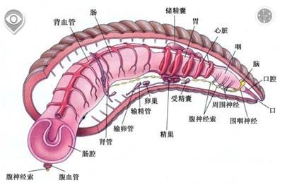 跖疣内部结构图解图片