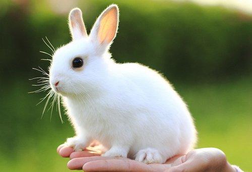 兔子眼睛有红色,蓝色,茶色等各种颜色;也有的兔子左右两只眼睛的颜色