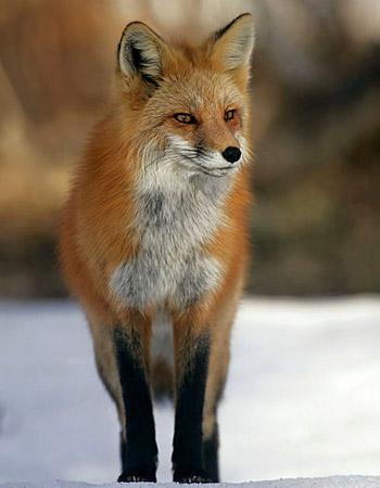 火狐 动物 搜狗百科