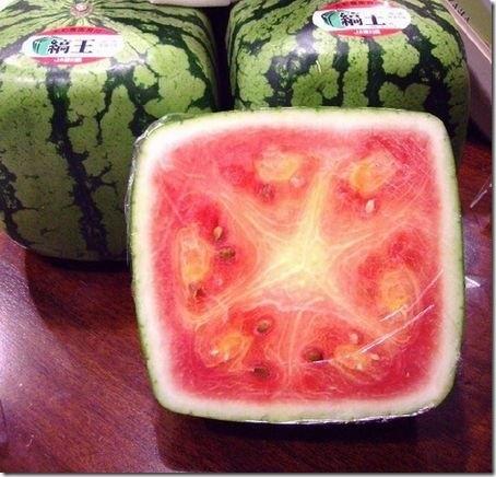 日本天价方形西瓜