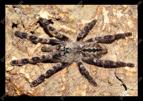 迈索尔华丽雨林