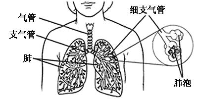 大水泡音图片