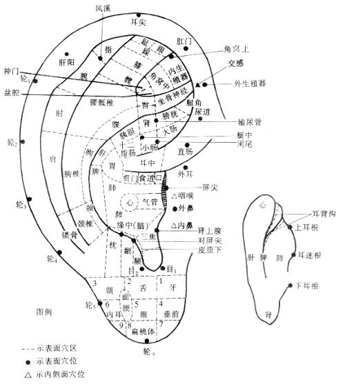 耳朵经络图位置清晰图图片