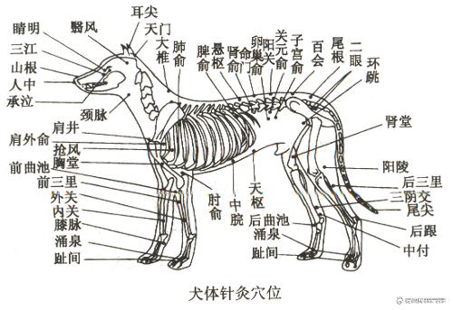 雄性狼犬的体形以及自头颈部,躯干,臀尾部和前后肢分布的常用针穴7