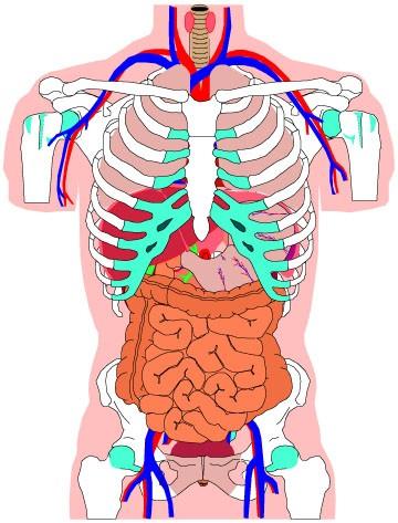 人体器官疼痛位置图图片