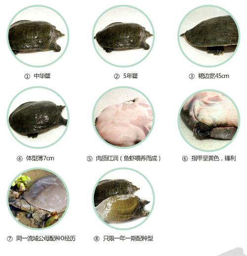 甲鱼种类品种图片