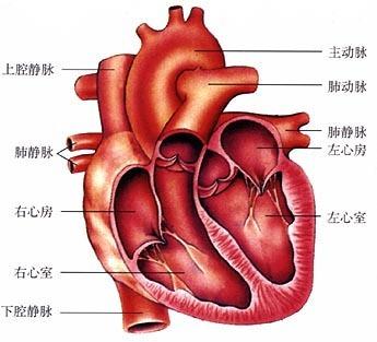 心脏病学