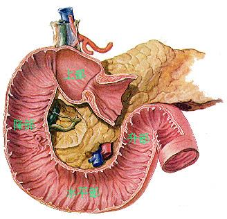 胃十二指腸潰瘍急性穿孔