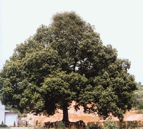 樟树有真维斯的店么?