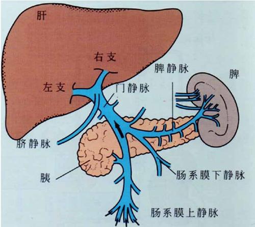 肝胆身体位置图图片