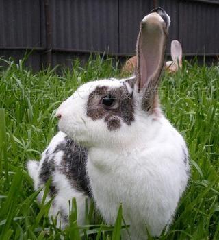 德国花巨兔图片