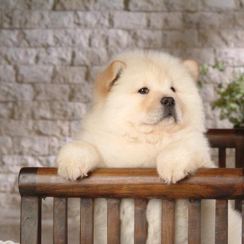 松狮犬
