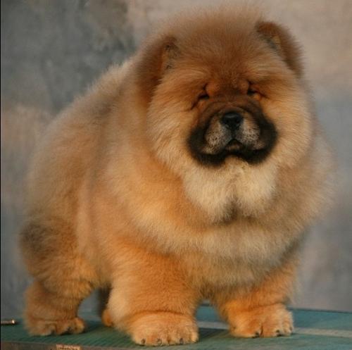 松狮犬