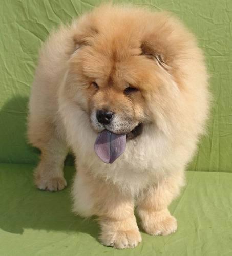 松狮犬