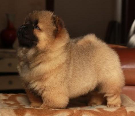 松狮犬