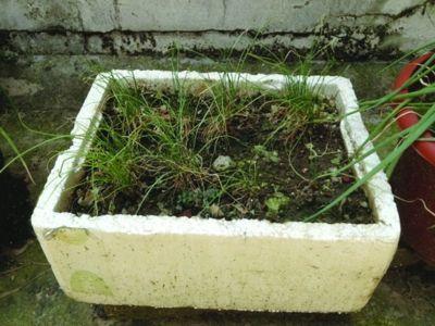 泡沫箱种菜患癌