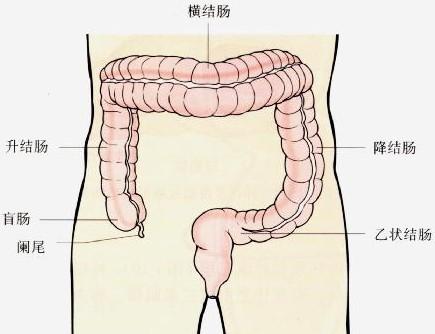 正常直肠肠道图片图片