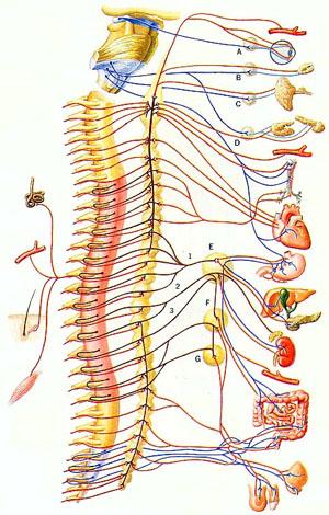 脊髓节段神经支配图图片