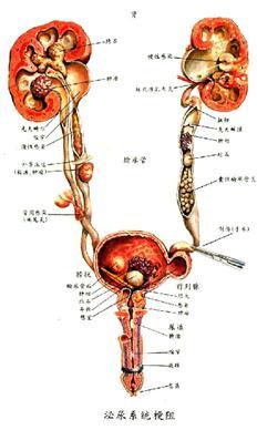 2诊断集合管与髓袢平行,处于渗透压梯度中.