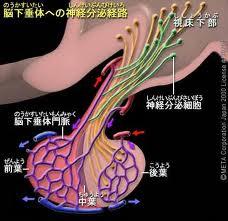 泌乳素瘤