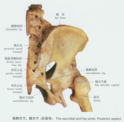 坐着的时候尤为明显,躺着也疼站着