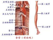 食管失弛缓症