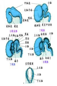肾上腺性征异常症