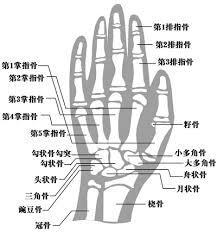 手腕月骨位置示意图图片