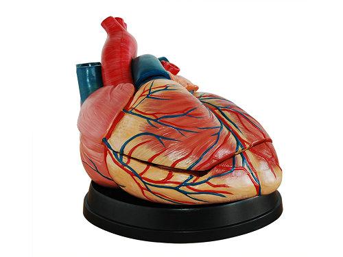 编辑1基本介绍xm-402b心脏解剖模型是一种仿真医学人体模型,为成人