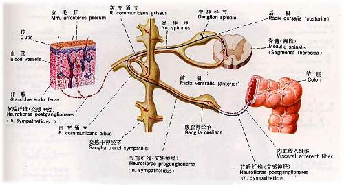 (2)易化學說:此學說認為內臟傳入纖維的側支在脊髓與接受體表痛覺傳入