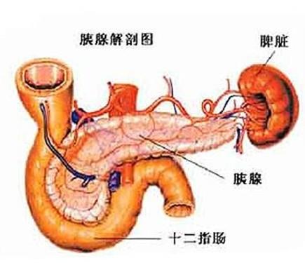 壶腹解剖图图片