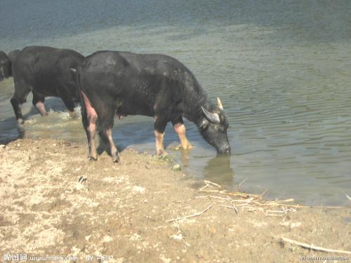 水牛